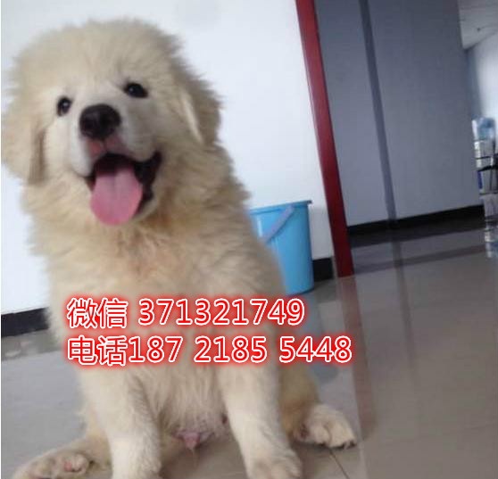 巨型犬白色犬狗狗出售，大型犬，西安狗场繁殖大白