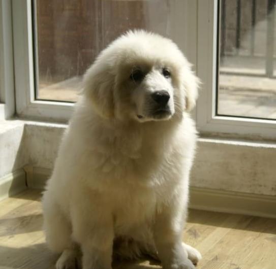 长沙宠物狗狗犬舍出售大白熊犬好不好养 狗市
