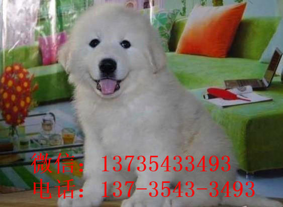 南充宠物狗犬舍出售纯种大白熊犬 宠物网狗市场在哪买狗卖狗