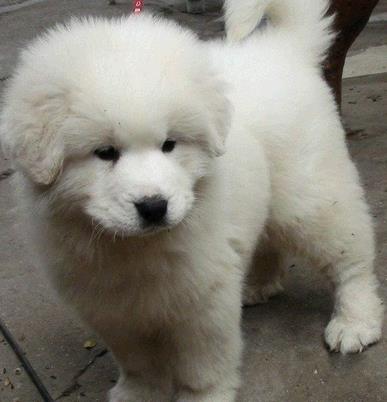 上海宠物狗狗犬舍出售大白熊犬好不好养 狗市