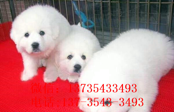 苏州宠物狗狗出售纯种大白熊犬狗狗领养犬舍