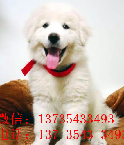 红河宠物狗犬舍出售纯种大白熊犬 宠物网狗市场在哪买狗卖狗