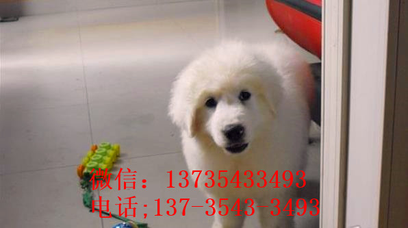 南京宠物狗狗犬舍出售大白熊犬好不好养 狗市场在哪卖狗