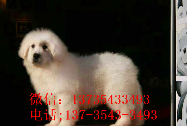 苏州宠物狗狗出售纯种大白熊犬狗狗领养犬舍