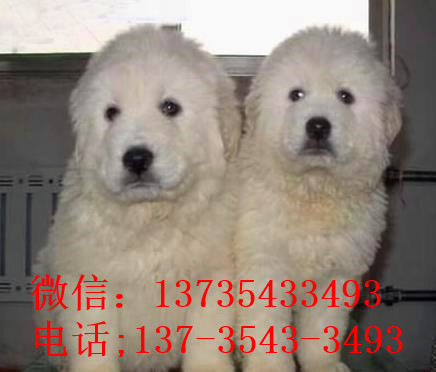 内蒙古宠物狗狗出售纯种大白熊犬狗狗领养犬舍