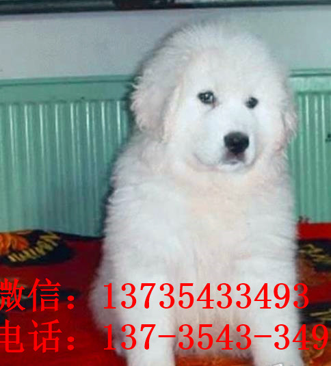 南充宠物狗犬舍出售纯种大白熊犬 宠物网狗市