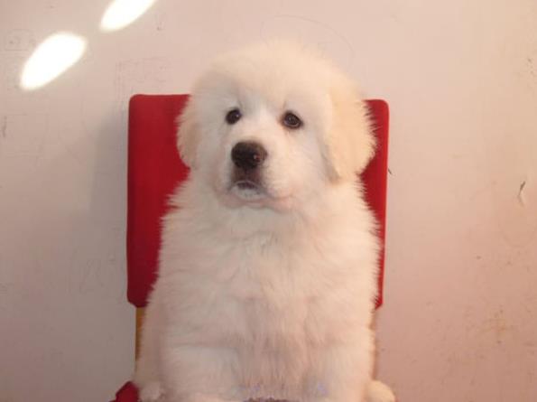 西安宠物狗狗犬舍出售大白熊犬好不好养 狗市场在哪卖狗
