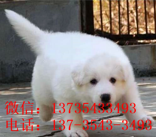 红河宠物狗犬舍出售纯种大白熊犬 宠物网狗市