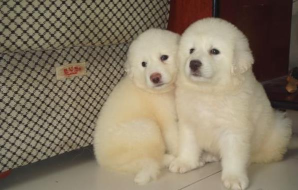 南京宠物狗狗出售纯种大白熊犬狗狗领养犬舍