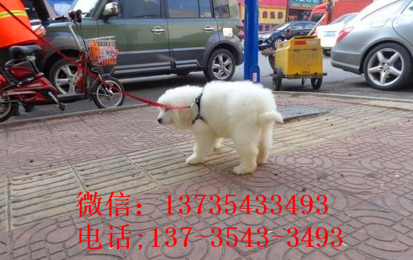 内蒙古宠物狗狗出售纯种大白熊犬狗狗领养犬舍