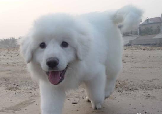 北京宠物狗狗出售纯种大白熊犬狗狗领养犬舍