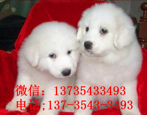 哈尔滨宠物狗狗出售纯种大白熊犬狗狗领养犬舍