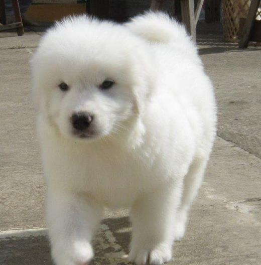 大连宠物狗狗出售纯种大白熊犬狗狗领养犬舍