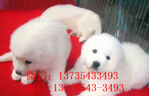 苏州宠物狗狗出售纯种大白熊犬狗狗领养犬舍