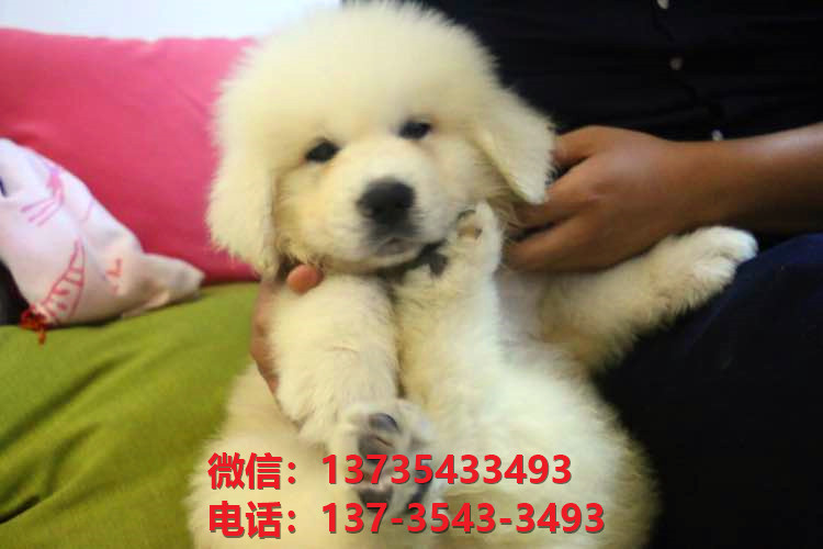 漯河犬舍出售纯种大白熊犬 大白熊幼犬哪里有
