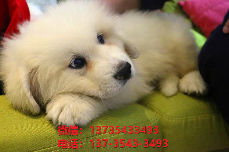 漯河犬舍出售纯种大白熊犬 大白熊幼犬哪里有卖 大白熊狗场在哪卖狗