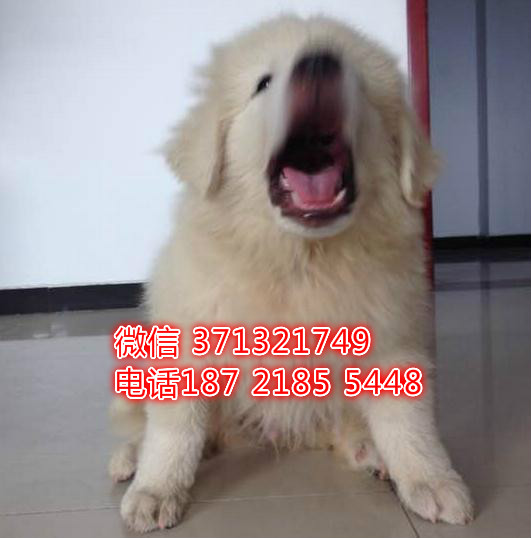 苏州狗狗大白熊犬出售纯种幼犬 苏州犬舍全国