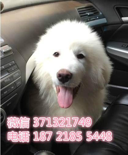 大连狗狗 大白熊 犬纯种幼犬出售 大连狗狗全
