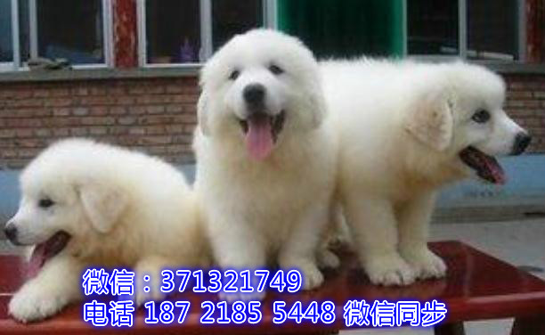 全国特惠大白熊犬纯种幼犬 支持上门 支持空运汽运 包健康睬