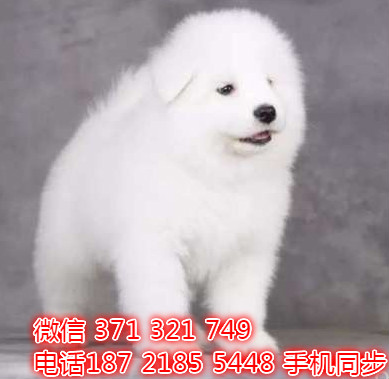  特惠大白熊纯种幼犬出售 支持上门支持空运汽运险