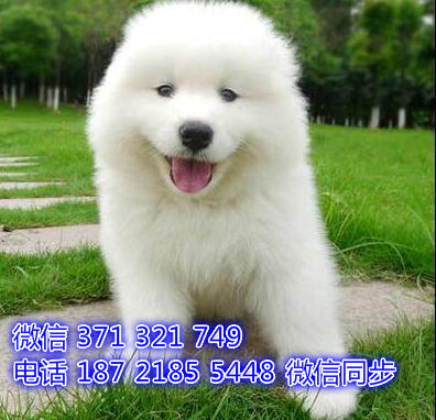 宠物狗狗大白熊 全国可以发货 犬舍繁殖 包健康衣