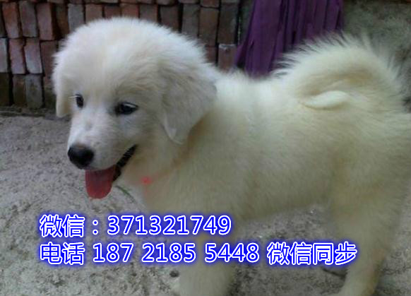 全国特惠大白熊犬纯种幼犬 支持上门 支持空运汽运 包健康得