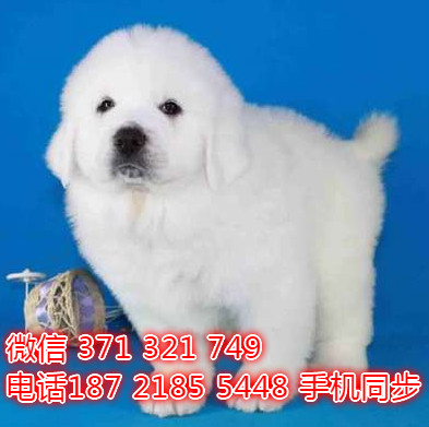 大白熊出售 宠物狗狗  宠物市场 狗狗图片 买卖狗狗浦