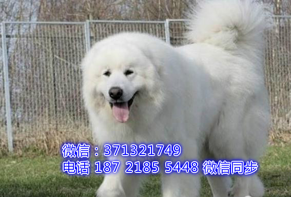 宠物市场 哪里有宠物大白熊，精品小型中型大型