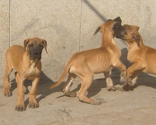 临沧买大丹犬请联系我 凤庆县买大丹请进 狗场出售大丹幼犬