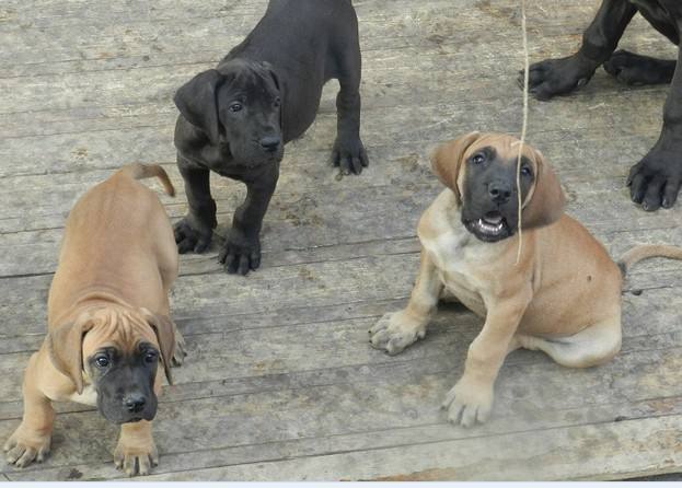 昆明本地纯种大丹犬价格昆明狗场出售大丹幼犬