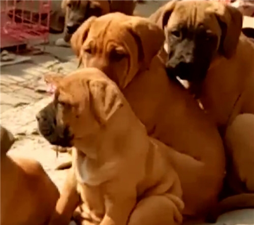 遵义买大型犬 遵义哪里能买到大丹犬