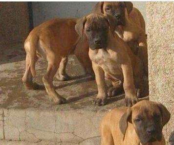 思茅哪里买狗好 思茅哪里卖纯种大丹犬 云南纯