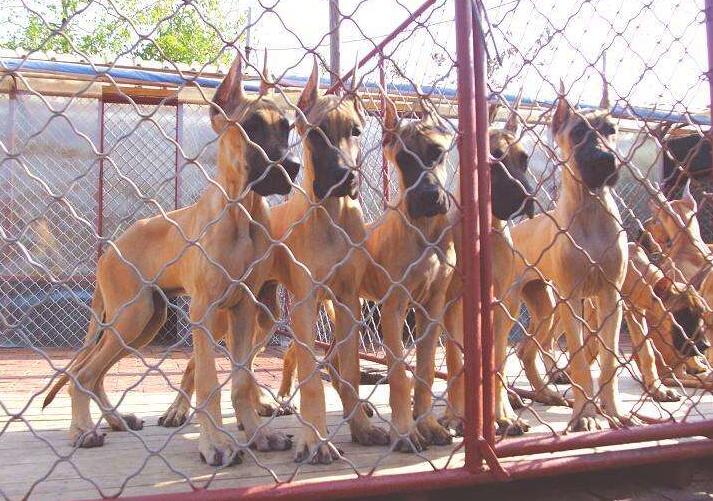 玉溪常年出售德系大丹幼犬玉溪哪里买卖大丹小