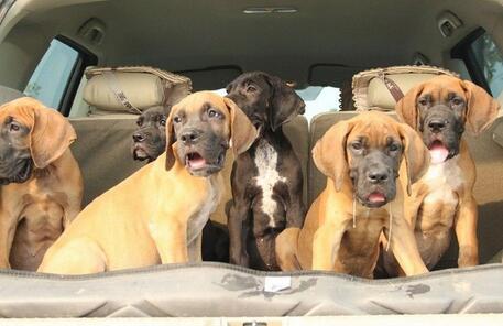 保山昌宁狗场昌宁本地狗场昌宁卖大丹犬