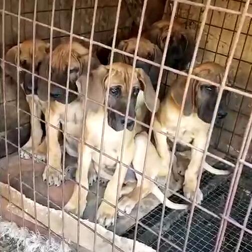 昆明罕见大丹犬价格如何狗场大丹犬专卖包品质