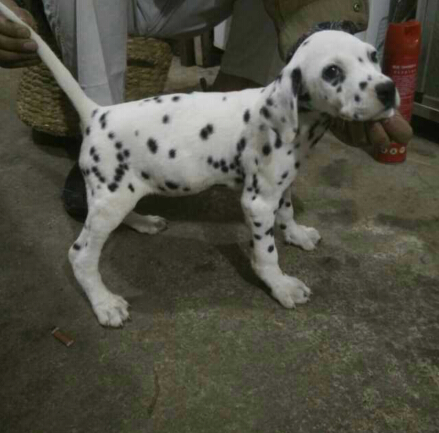 怒江本地哪里买卖斑点小狗泸水地区出售纯种斑