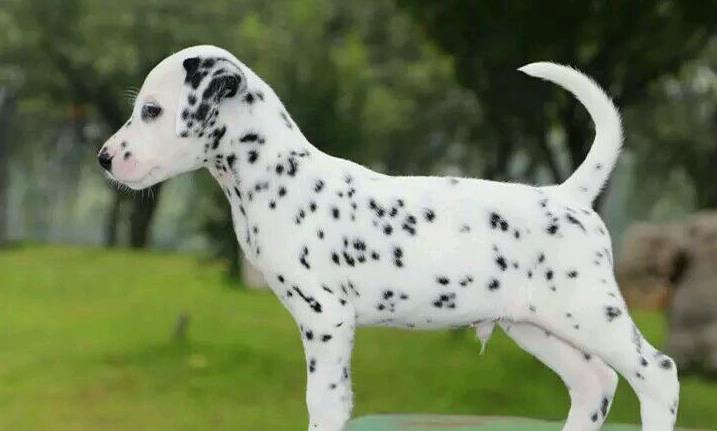 纯种斑点狗出售大麦町犬买狗宠物狗市场在哪里