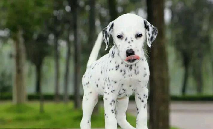 太原犬舍出售纯种斑点狗大麦町犬活体宠物狗市