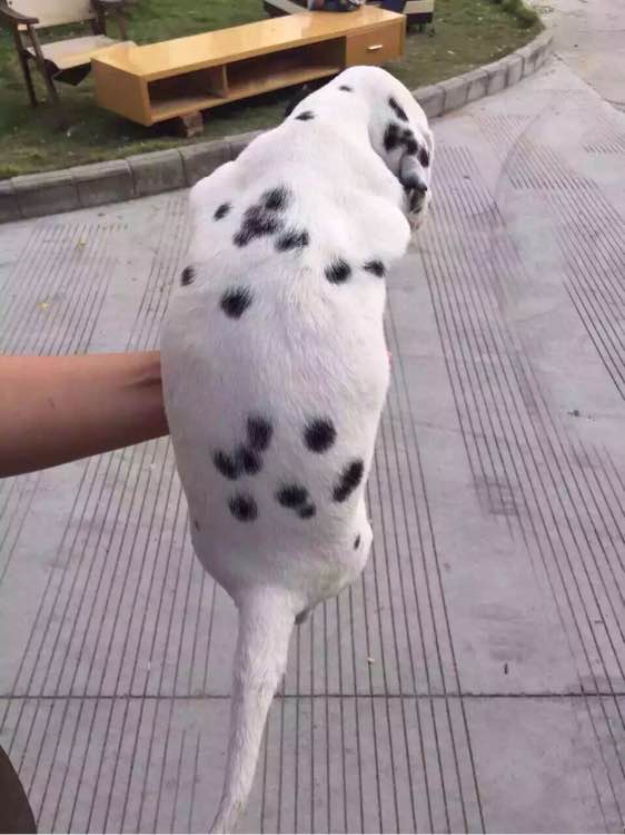 武汉犬舍出售纯种斑点狗大麦町犬活体宠物狗市场在哪卖狗地方买狗