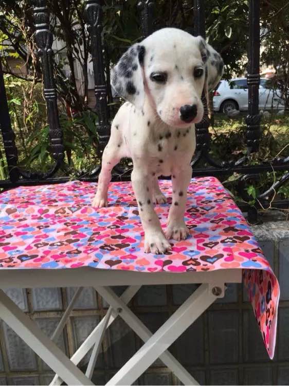 兰州犬舍出售纯种斑点狗大麦町犬活体宠物狗市