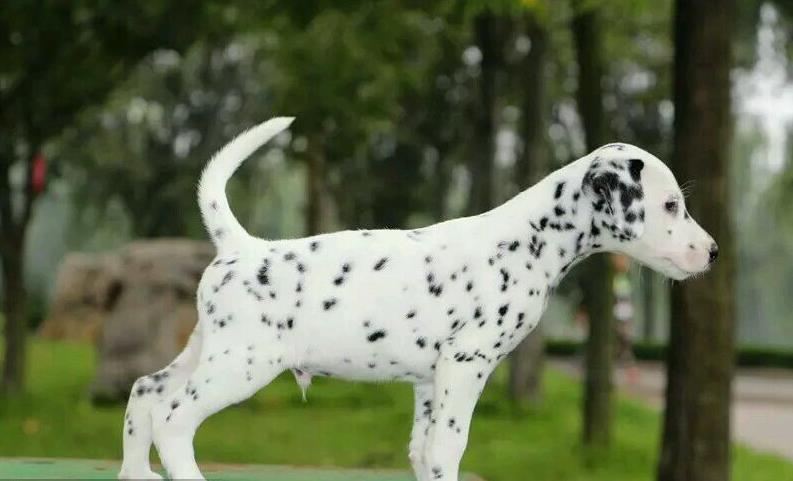 南京犬舍出售纯种斑点狗大麦町犬活体宠物狗市场在哪卖狗地方买狗