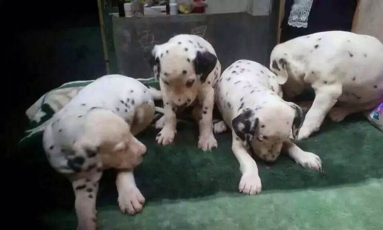 南京犬舍出售纯种斑点狗大麦町犬活体宠物狗市场在哪卖狗地方买狗