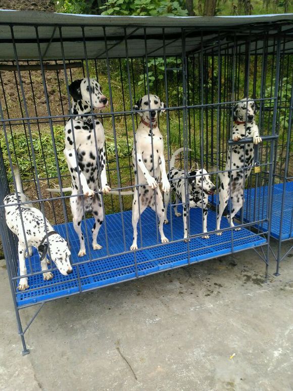 海南犬舍出售纯种斑点狗大麦町犬活体宠物狗市