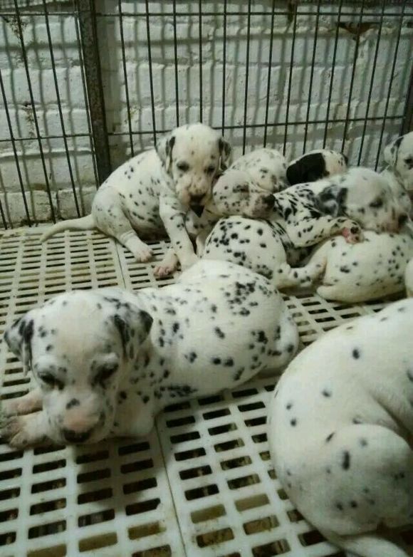 广州犬舍出售纯种斑点狗大麦町犬活体宠物狗市场在哪卖狗地方买狗