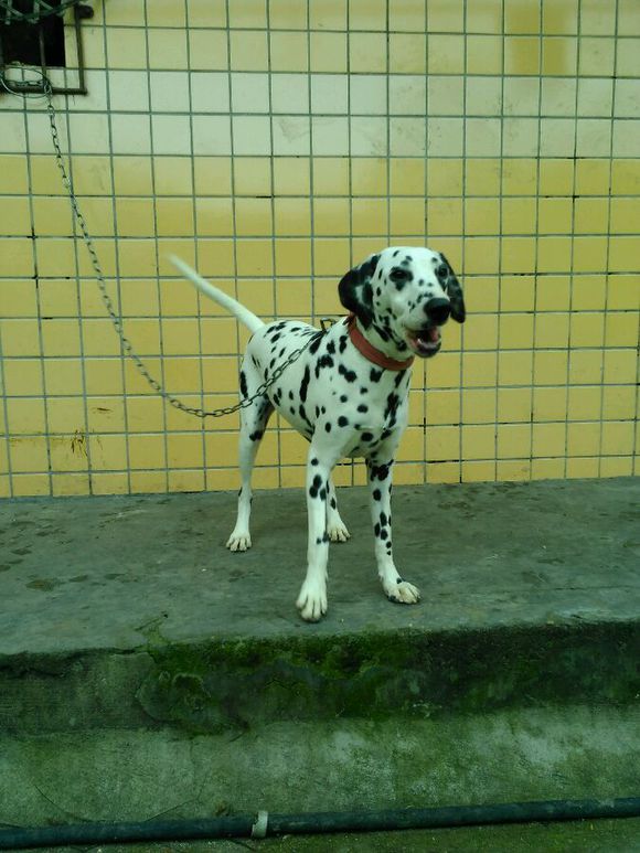 四川成都犬舍出售纯种斑点狗大麦町犬活体宠物