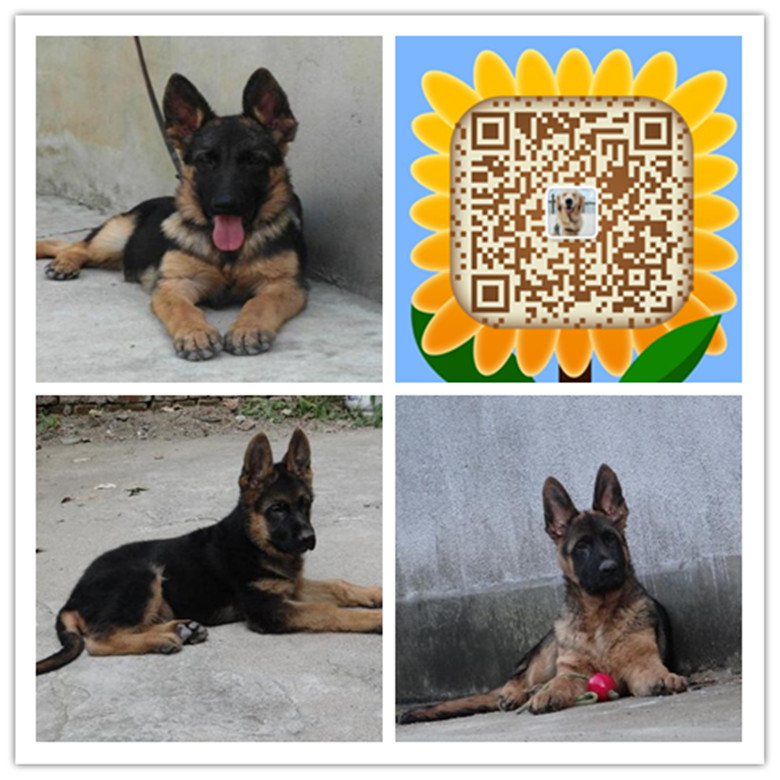 厦门哪里有卖家养德牧犬的 厦门哪里有卖健康德牧犬 厦门哪里买狗有保障