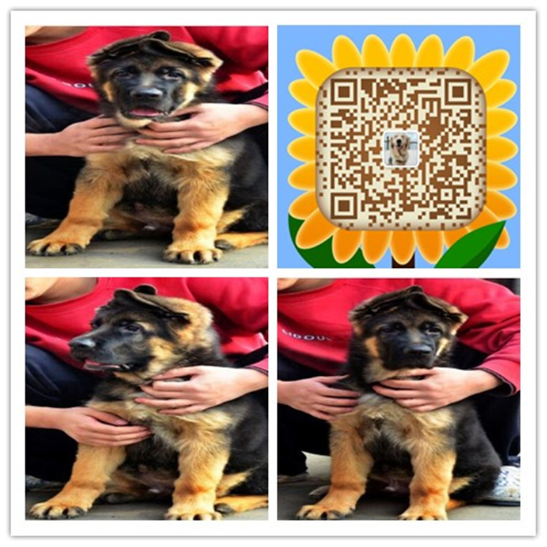 厦门哪里有卖家养德牧犬的 厦门哪里有卖健康