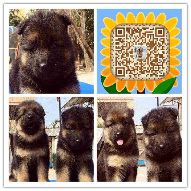 武汉哪里有卖狗的 武汉哪里有狗场 武汉哪里有