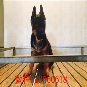 长沙哪里有德国牧羊犬出售 德牧哪里的好 锤系
