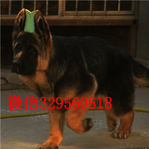 石景山哪里有卖纯种德牧牧羊犬多少钱一只包纯